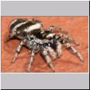 Salticus scenicus - Springspinne 06.jpg